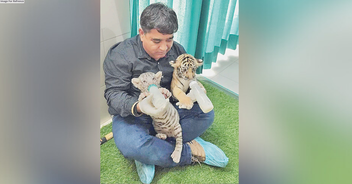 ‘Soft dummy’ of tigress being used to save two new cubs at Nahargarh